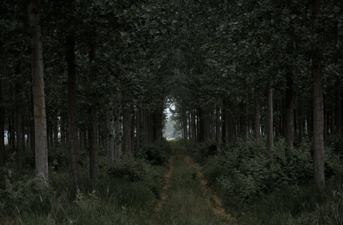 Why Fairy Tales Have Dark Endings: An Explainer for Modern Storytellers